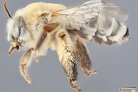 [Martinapis luteicornis female (lateral/side view) thumbnail]